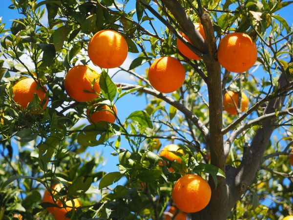 oranges,fruit,orange tree,citrus