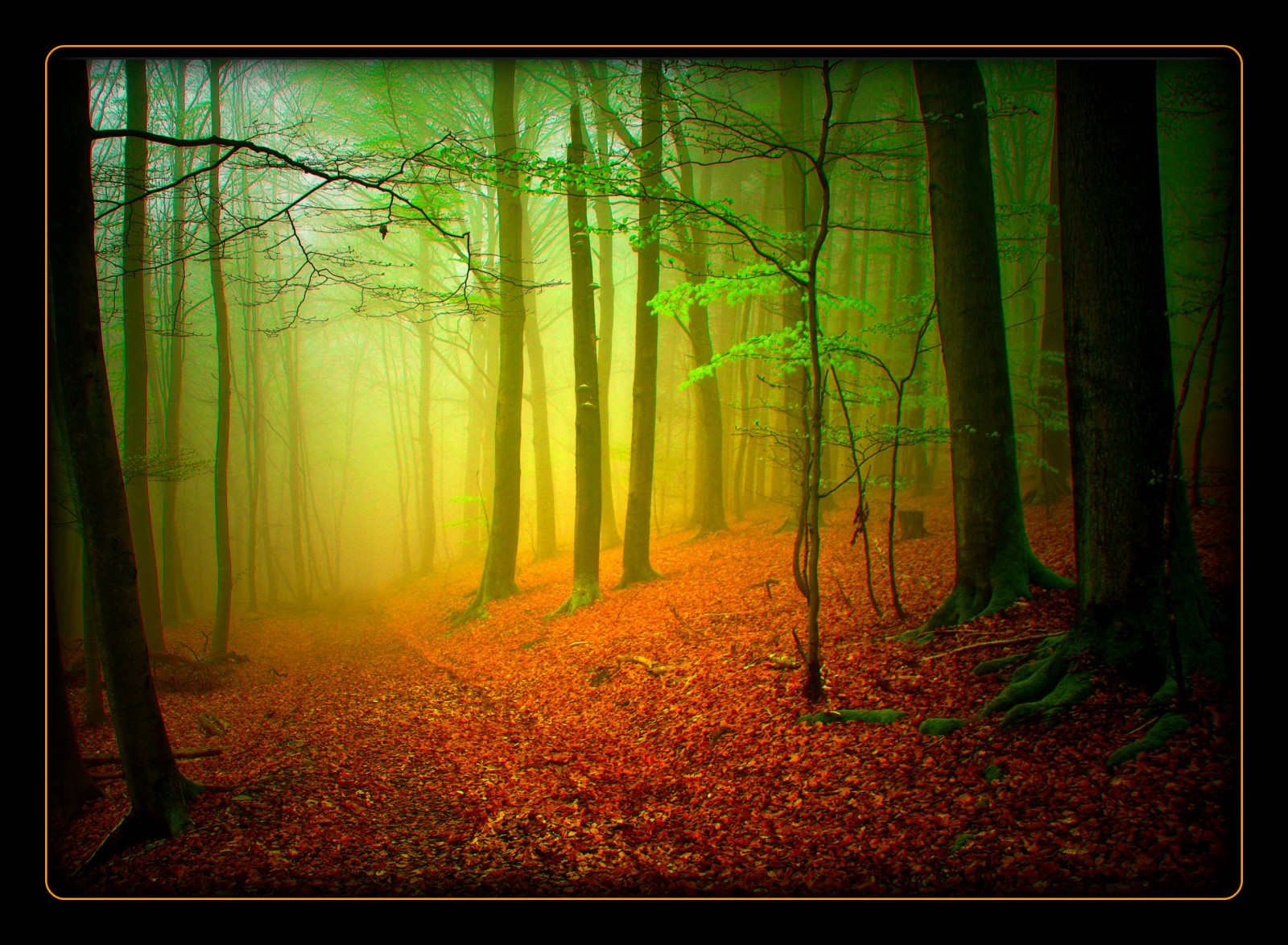 slunečnímu záření, les, Příroda, dřevo, svítání, zelená, ráno, Německo, mlha, kouzlo, prach, džungle, cesta, jaro, UMĚNÍ, světlo, mystický, strom, podzim, mlha, list, cesta, elitegalleryaoi, tma, tvořivý, mystik, abigfave, bestcapturesaoi, mywinners, platinumphoto, flickrdiamond, supershot, Oberberg, vanagram, zálesí, místo výskytu, přírodní prostředí, atmosférický jev, počítač tapeta, ekosystém