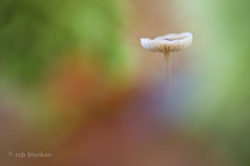 houba, nikond800, sigma180mm128apomacrodghsm, podzim, slunce, barvy houba, nikond800, sigma180mm128apomacrodghsm, podzim, slunce, barvy