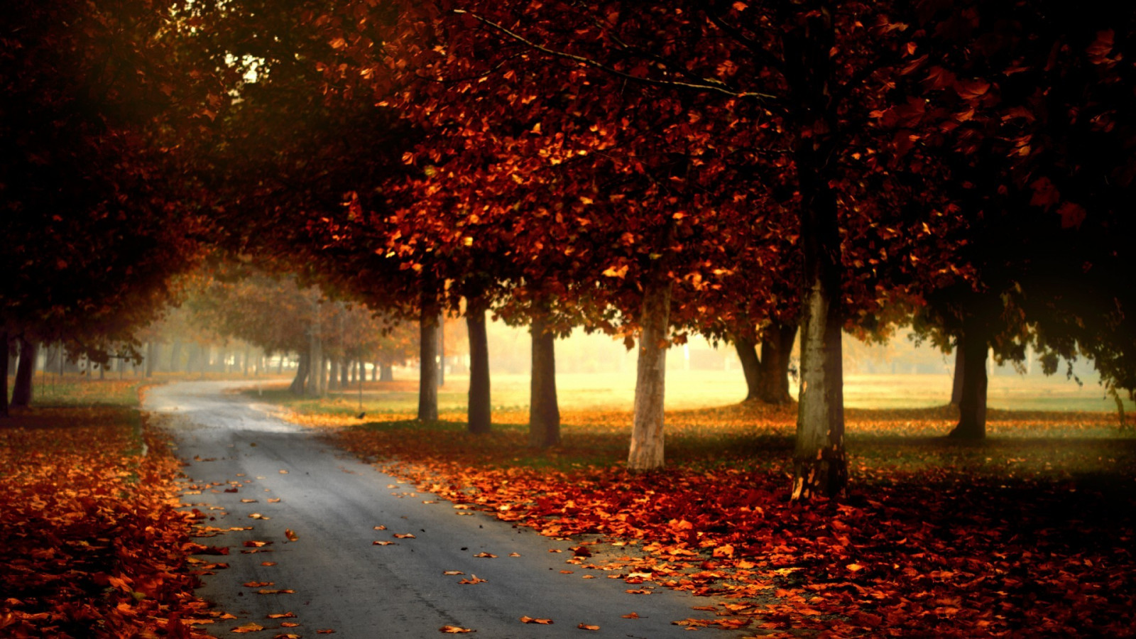 Fall Night Tree Backgr Wallpaper : sunlight, trees, forest, fall, leaves, night, nature, grass ...