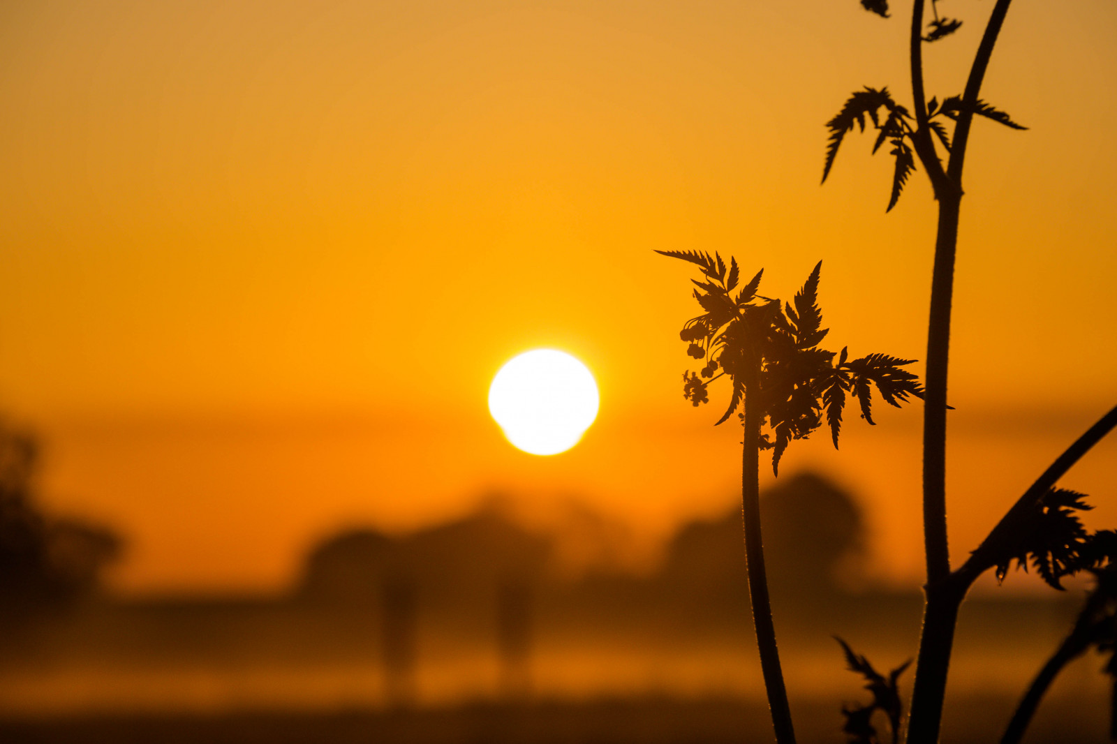 slunečnímu záření, krajina, západ slunce, Příroda, nebe, silueta, větev, svítání, žlutý, večer, ráno, slunce, horizont, soumrak, květ, svítání, rostlina, venkov, landsbygd, soluppg ng, s dersl tt, landskap, gryning, Kamera aby kánon, geolocation, EXIF čočka efs18200mmf3556is, exif aby kánon, EXIF isospeed 100, EXIF otvor 80, exif focallength 150mm, Model fotoaparátu canoneos100d, exif modelu canoneos100d, atmosférický jev, savana