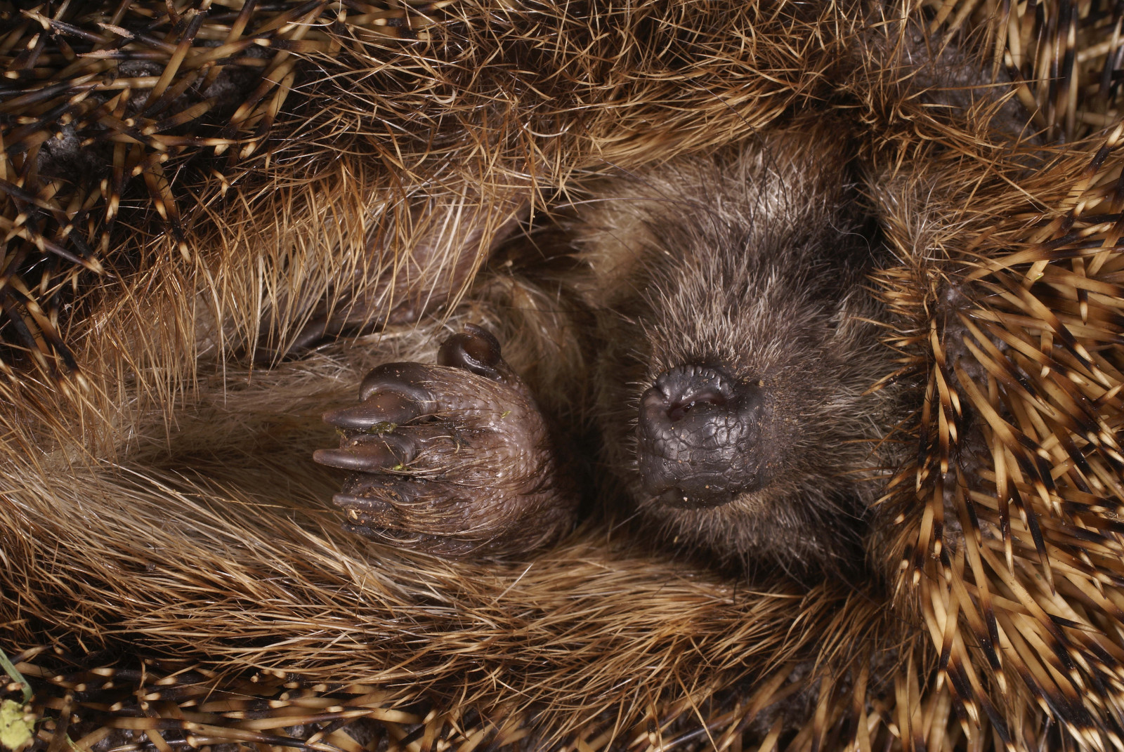 Volně žijících živočichů, kníry, jehly, ježek, míč, fauna, savec, obratlovců, bobr, Erinaceidae, domestikované ježek, ondatra, dikobraz, echidna, monotreme