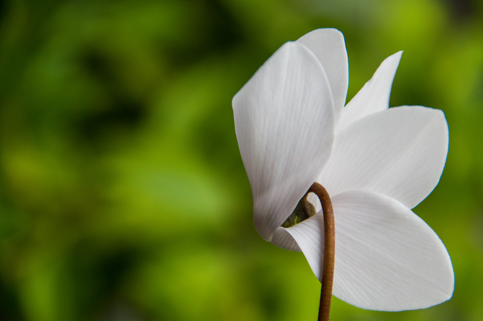 hvid, have, natur, fotografering, grøn, blomst, Sverige, Malm, dybdeskarphed, blad, blomst, plante, øje, flora, dOF, sk nel n, SE, hvid rose, blomma, kronblad, wildflower, botanik, jord plante, blomstrende plante, tæt på, makrofotografering, stængelplante