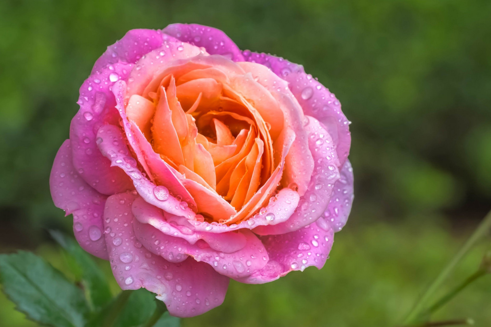 blomster, planter, makro, Rose, lyserød, blomst, plante, kronblad, 2048x1365 px, jord plante, blomstrende plante, makrofotografering, stængelplante, haveroser, rosenfamilien, steg ordre, floribunda, rosa Centifolia