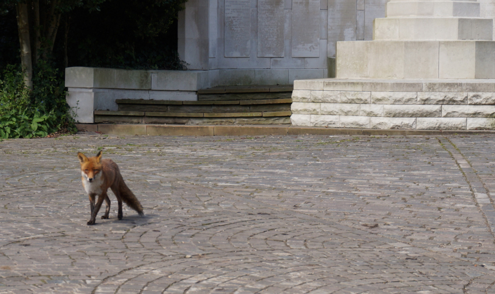 legna, cane, 2014, pavimento, nex, mammifero, pavimentazione, cane come mammifero, cimitero, Highgate, 3n