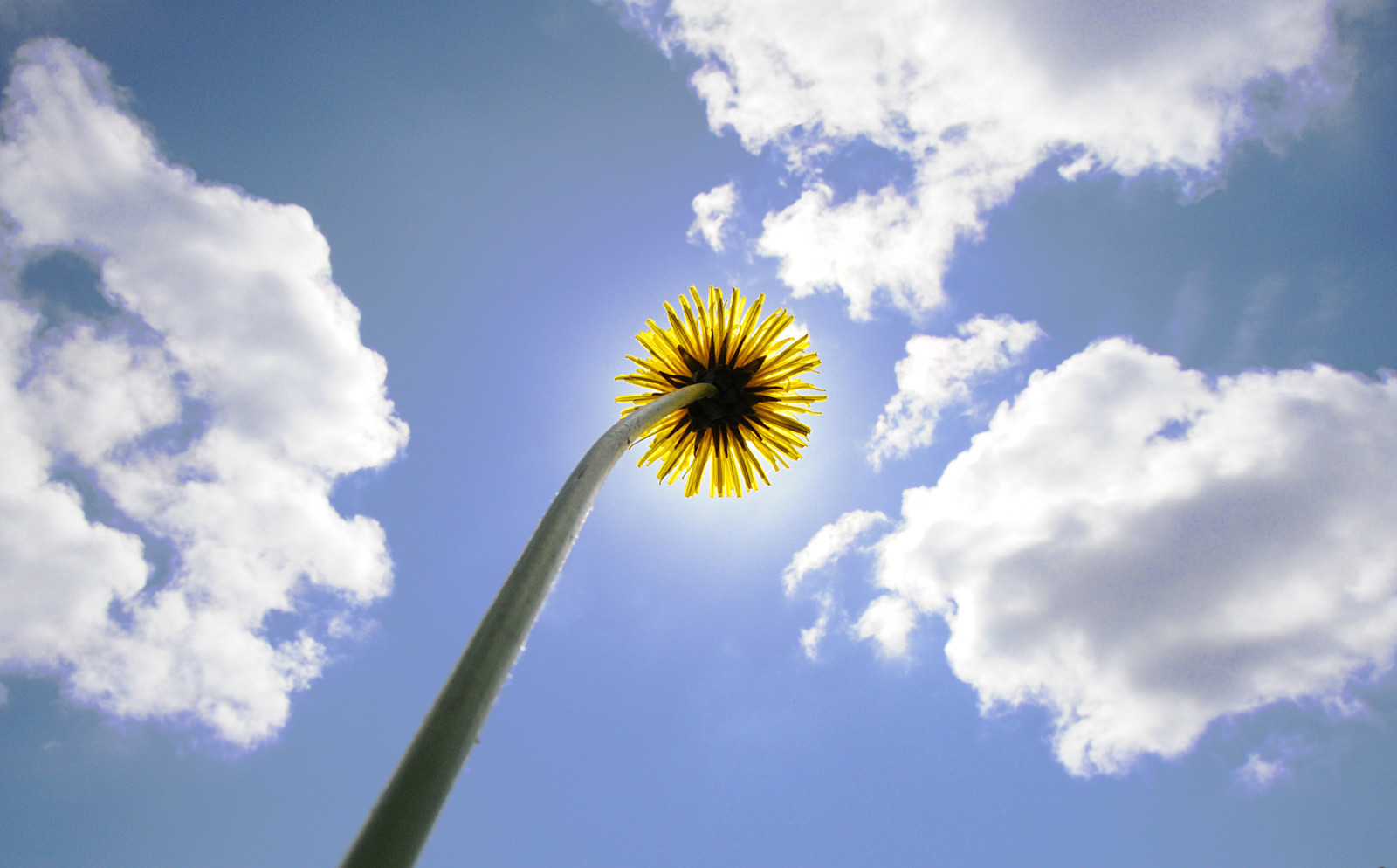 fotografie, nebe, květ, mraky, jaro, Nikon, nebe, Švédsko, Ne, Sverige, blommor, sommar, var, limity, moln, maskros, Skaraborg, D700, ha kan, moholm, h kanjylh, Jylhä