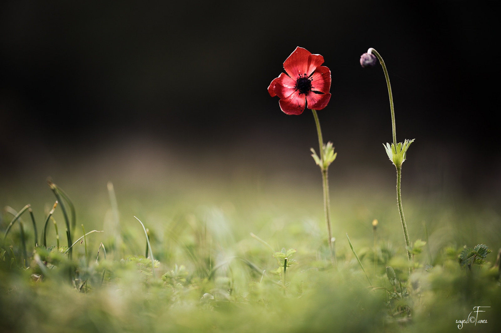 blomster, rød, tapet, Libanon, blomst, makro, fleur, smuk, Canon, have, fantastiske, bokeh, dyreliv, bred, jardin, Sayed, F28, billetpriser, markiii, kobayat, coclico, worldflowers, beyondbokeh, canonef100mmf28lisusmmacrolens, amateursworryaboutequipmentprofessionalsworryaboutmoneymastersworryaboutlightijusttakepictures