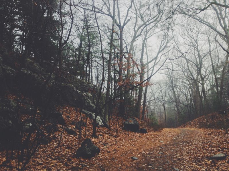trees, forest, nature, snow, winter, leaves trees, forest, nature, snow, winter, leaves