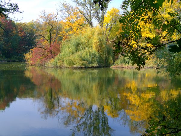 trees, lake, nature, sunlight, landscape, reflection