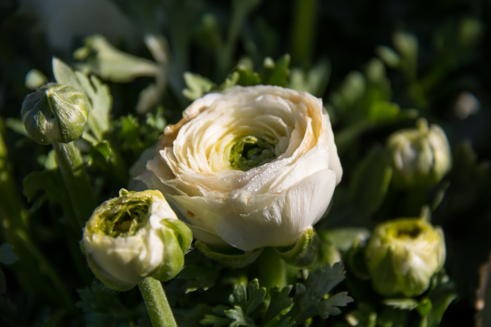 natura, fotografia, verde, giallo, fiorire, ranuncolo, fiore, pianta, flora, germoglio, blomma, Ranunkel, katrinetorp, katrinetorpslanderi, petalo, botanica, impianto di terra, pianta fiorita, avvicinamento, fotografia macro, floristica, staminali vegetali, bouquet di fiori, addobbi floreali, disegno floreale