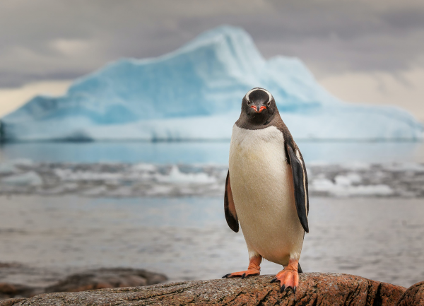 nature,snow,ice,penguins,iceberg,looking at viewer