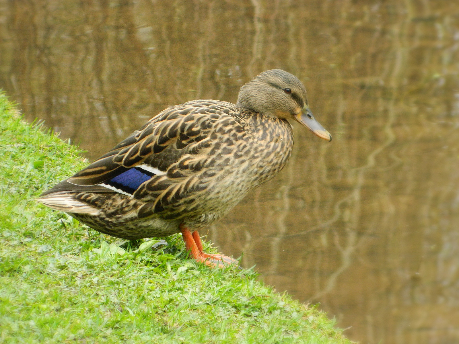 kachna, avianexcellence, excellenceinavianphotography, goldwildlife, Peří a bičů, Livingjewelsofnature, anaturecanvas, Preciouslivingjewelsofnature, Anaturecanvasthegallery, Náš krásný a světlý svět