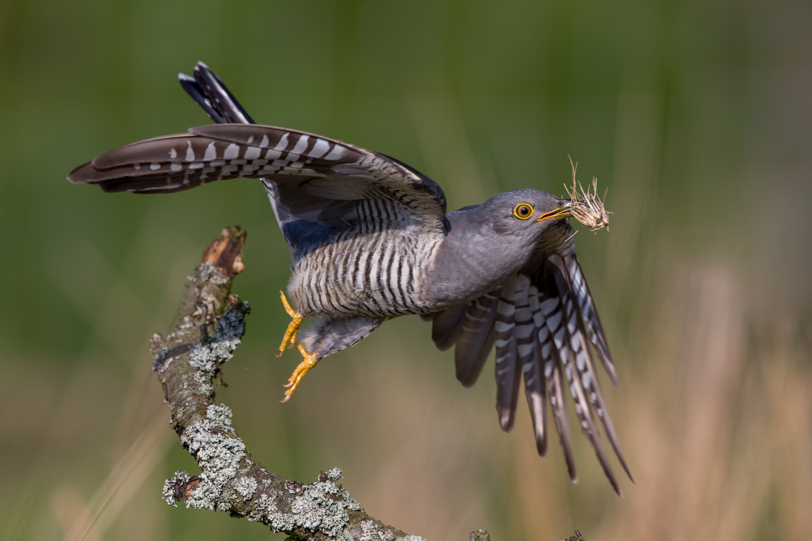 Baggrunde : natur, afdeling, flyvende, dyreliv, linse, næb, Falk ...