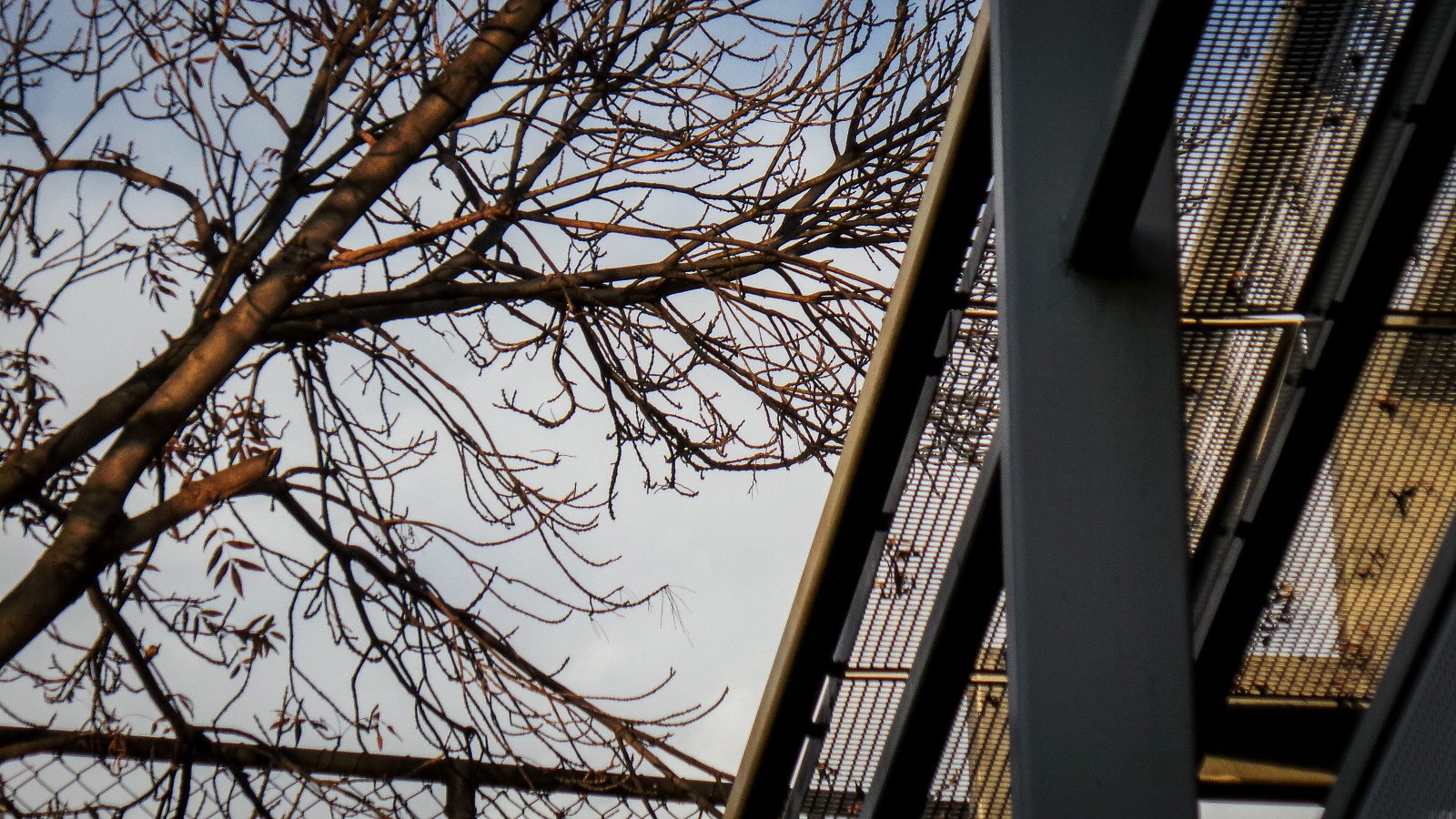 modrý, zima, nebe, bílý, strom, okno, kov, mraky, markýza, kancelář, stíny, holý, zadní, struktura, odstín, kufr, větvičky, brances, theen