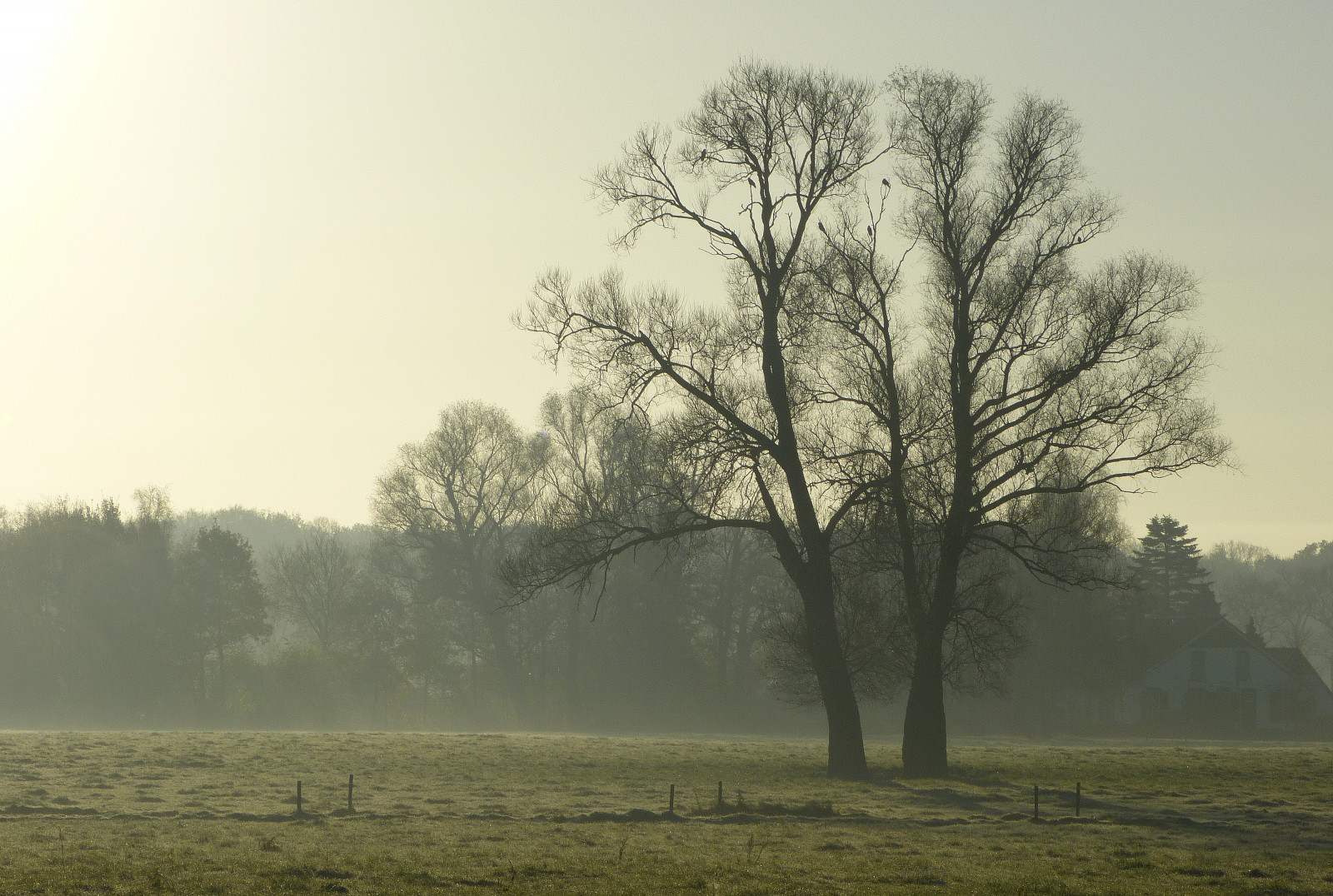 slunečnímu záření, stromy, krajina, les, ptactvo, kopec, Příroda, tráva, zima, pole, větev, ráno, mlha, mráz, Nizozemí, opar, Holandsko, mrak, strom, mlha, počasí, svítání, rostlina, sezóna, prostý, nederland, platinumheartaward, Winterswijk, Landschap, Gelderland, panasonicdmcfz150, Bomen, venkov, atmosférický jev, dřevina, VOGELS, ochtend, nevel, Achterhoek, Woold, 1190410
