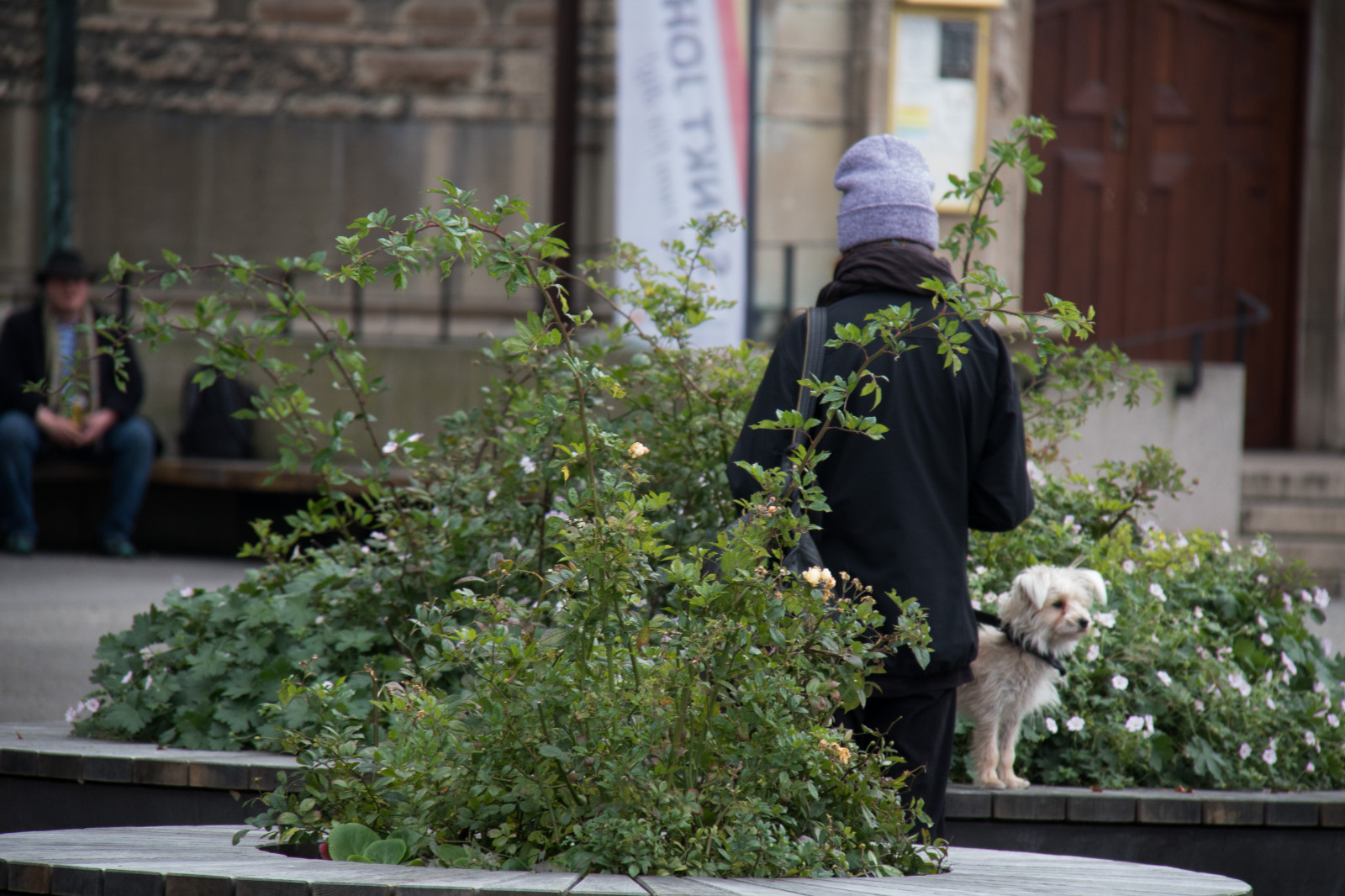 mennesker, have, grøn, hund, forår, mindesmærke, træ, blomst, plante, flora, hund, malmø, m nniskor, gatufoto, exif model canoneos760d, geocountry, kamera gør kanon, geocity, kameramodel canoneos760d, geostate, geolocation, exif linse efs18200mmf3556is, exif åbning 56, exif focallength 200mm, exif gøre kanon, exif isospeed 640, streetphotography, botanik, blomster, blomsterbinding, blomstret design, stueplante