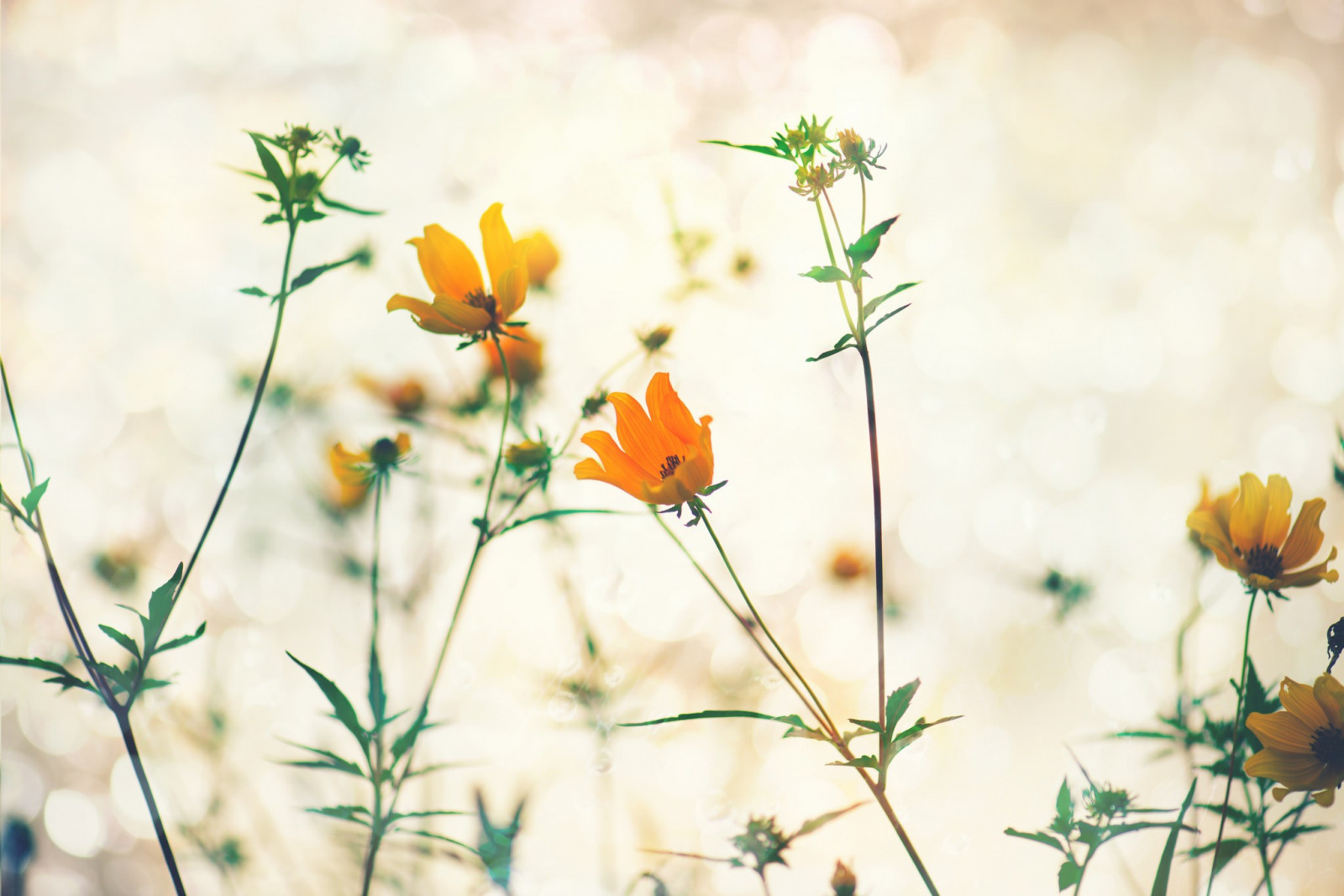 slunečnímu záření, květiny, Příroda, tráva, rostliny, makro, větev, zelená, žlutý, ráno, květ, Sedmikráska, podzim, květ, rostlina, flóra, okvětní lístek, louka, divoká rostlina, botanika, suchozemská rostlina, kvetoucí rostlina, makro fotografie, závod stonek, daisy rodina