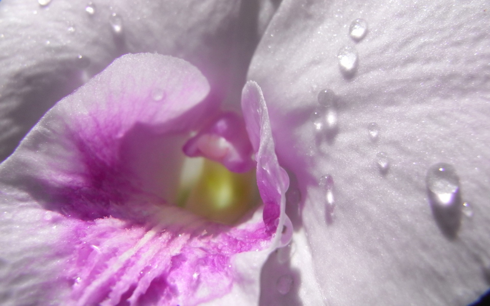 branco, Flores, Orquídeas, fotografia, roxa, gotas de água, Macro, Flor, Rosa, orvalho, Íris, folha, flor, plantar, olho, flora, pétala, Planta de terra, Planta de florescência, corpo humano, órgão, fechar-se, Macro fotografia