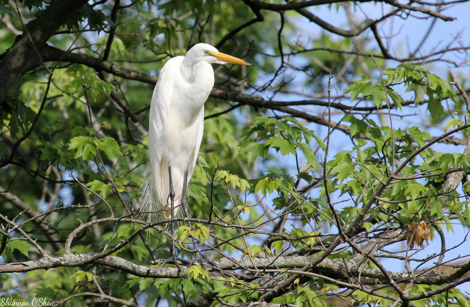 stromy, pták, Pennsylvania, volavka, Harrisburg, Birdseyeview, wildwoodlake, canoneosrebelt2i, shannonroseoshea, photocontesttnc13
