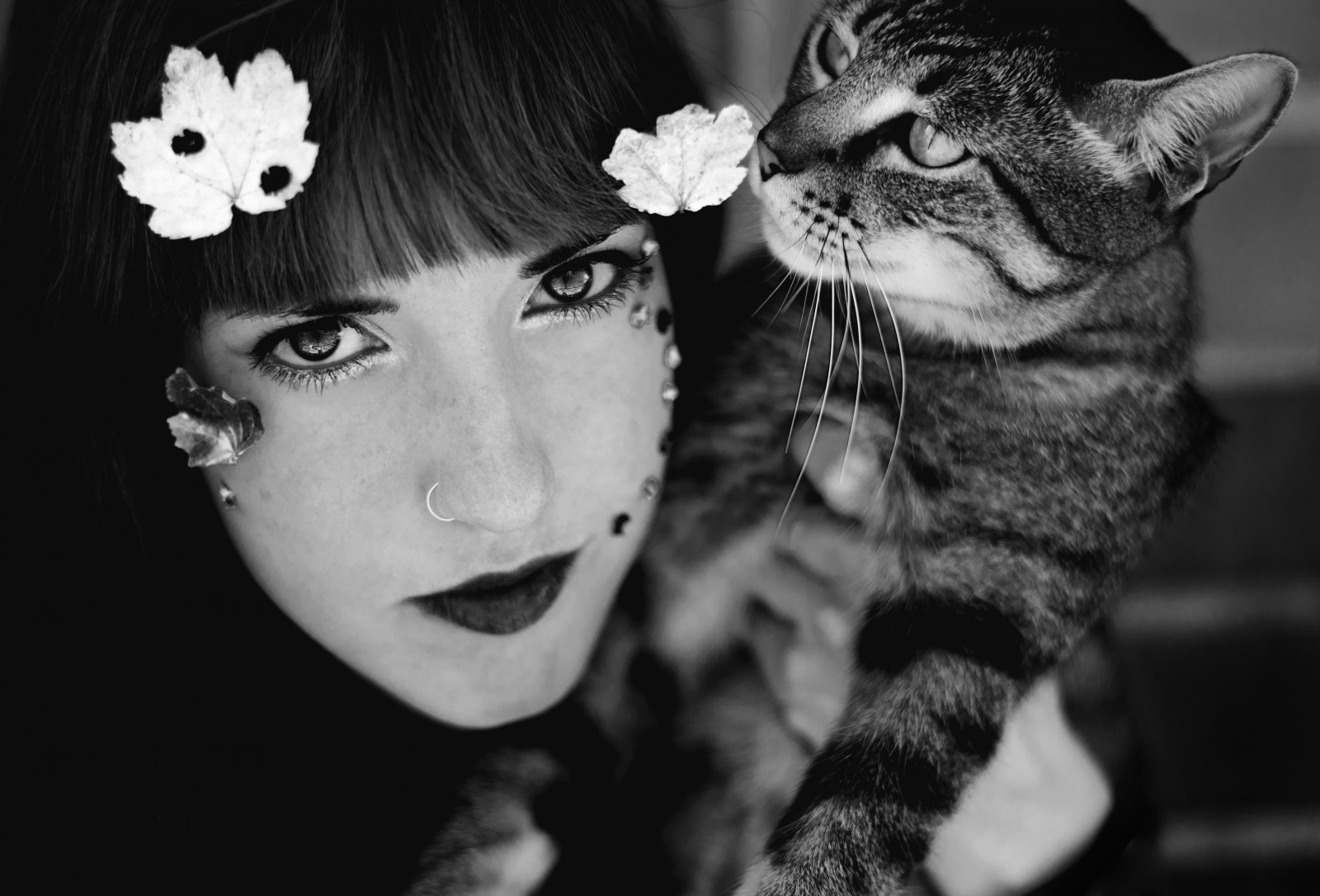 viso, bianca, nero, gatto, monocromo, ritratto, occhi, fotografia, tigre, labbra, barba, animale domestico, capo, Gattino, animale, autunno, fiore, ragazza, bellezza, bw, Sorriso, occhio, me, umano, mammifero, intenso, istantanea, neko, bianco e nero, fotografia in bianco e nero, vertebrato, fotografia di ritratto, organo, gatto come mammifero, grugno, di piccole e medie dimensioni gatti, carnivoran, Miau