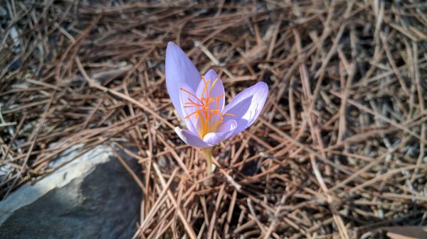 crocus,flowers,spring,lilac