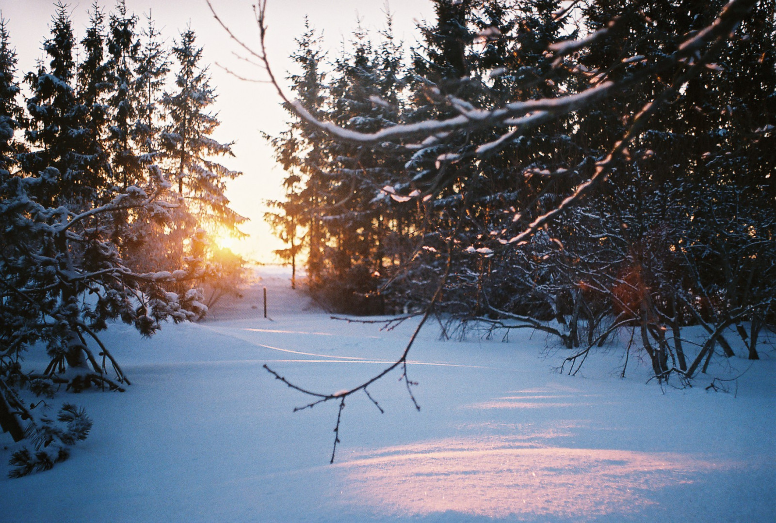 alberi, inverno, tramonto, la neve, freddo, film, analogico, 35MM, Estonia, ramo, bokeh, ramoscello, zenit, Eesti, Zenitet