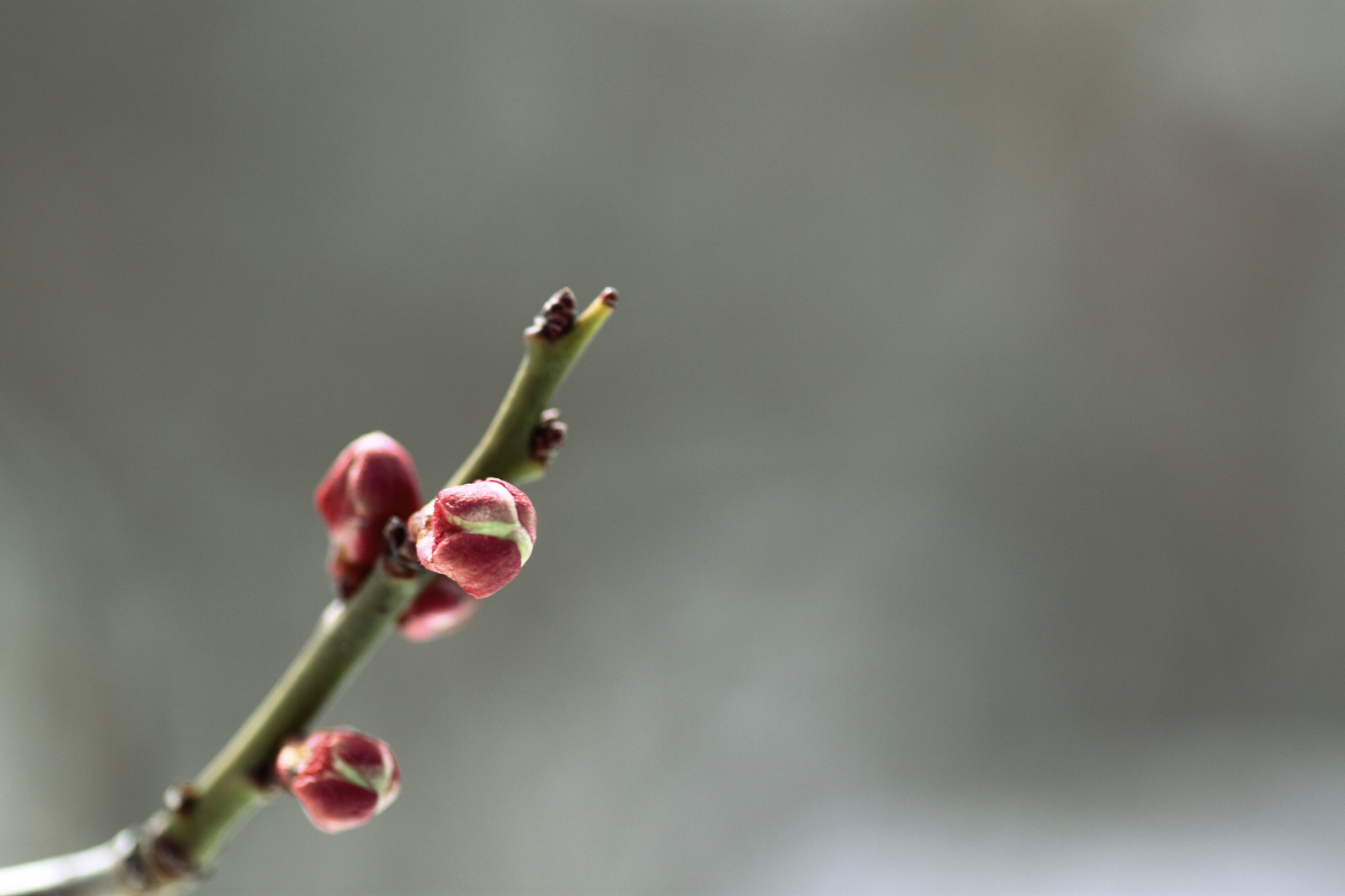Příroda, sníh, zima, větev, Studený, květ, jaro, květ, rostlina, UME, flóra, pupen, větvička, zblízka, makro fotografie, závod stonek, Figwort