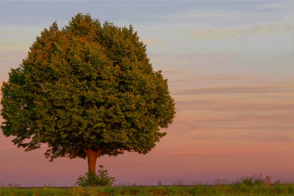 Germany,deutschland,rheinhessen,HDR,rheinlandpfalz,beimauchenheim