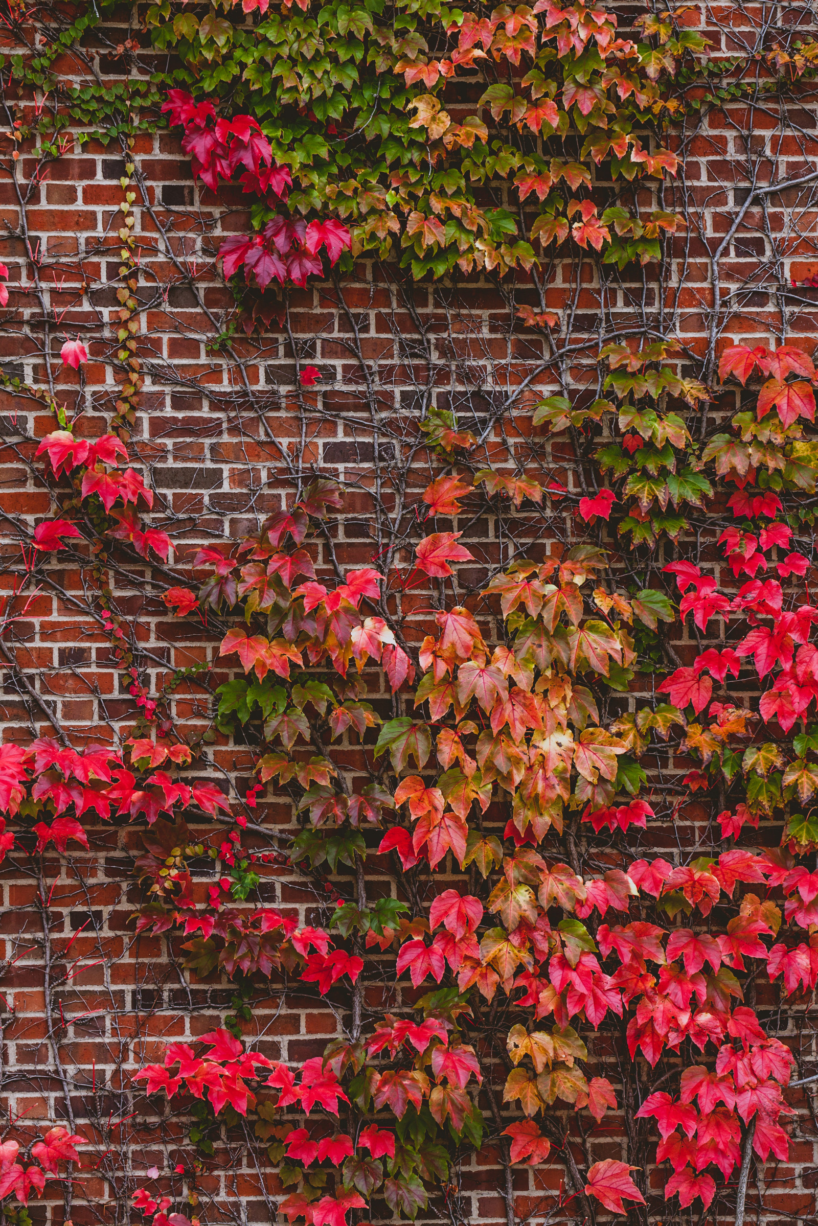 Wallpaper wall, foliage, branches 3657x5485 CoolWallpapers 1243447 HD Wallpapers WallHere