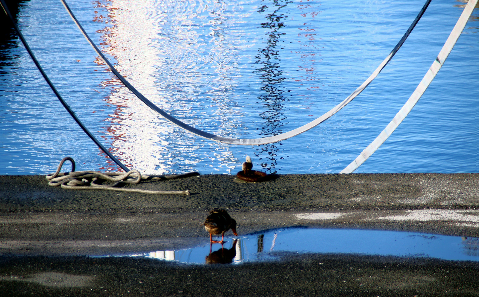 loď, moře, voda, odraz, vozidlo, modrý, plavecký bazén, vítr, kachna, 2013, louže, dovolená, Porto, oceán, jachta, přístav, plachta, Chiavari, Pozza, nákladní doprava, Anatra, alaggio