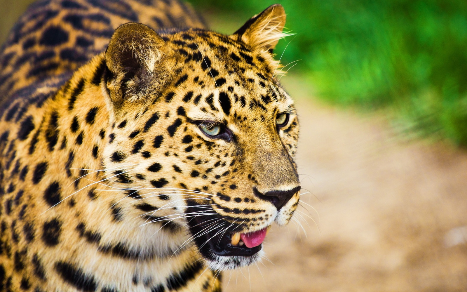 Wallpaper leopard, muzzle, cry, big cat, predator, spotted, white, oiled 1680x1050