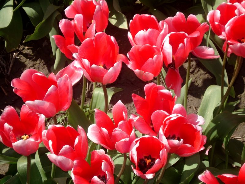 tulipani, fiori, primavera, sciolto, Terra tulipani, fiori, primavera, sciolto, Terra