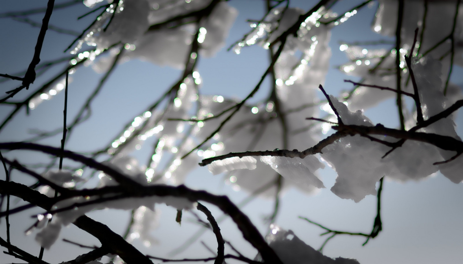 slunečnímu záření, nebe, sníh, zima, větev, led, Německo, slunce, květ, bokeh, jaro, odpoledne, strom, list, rostlina, nikond7100, větvička, schwarzwald, Černý les, Schauinsland, závod stonek, 85mmf18, Hofsgrund, stock photography