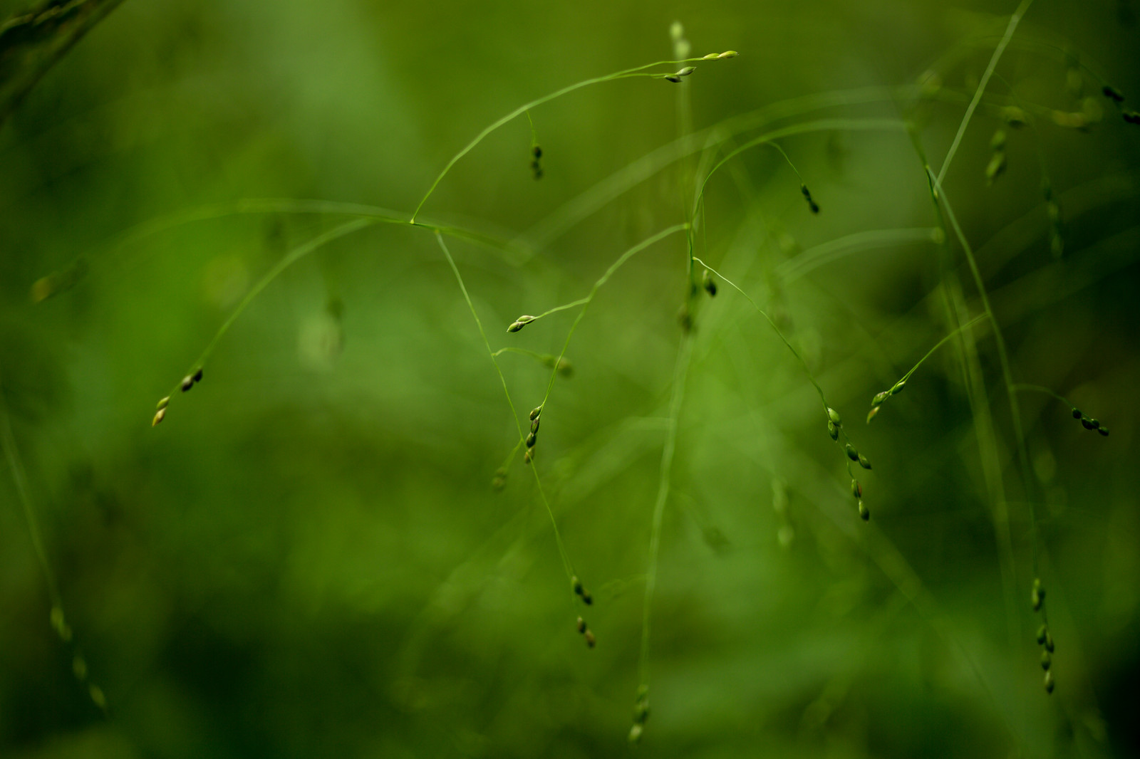 แสงแดด, น้ำ, ธรรมชาติ, หญ้า, สีเขียว, สัตว์ป่า, Canon, บรรยากาศ, ใกล้ชิดมากขึ้น, น้ำค้าง, ใบไม้, หยด, Zeiss, carlzeiss, พืชพันธุ์, eos, ze, วอลล์เปเปอร์คอมพิวเตอร์, ใกล้ชิด, ระบบนิเวศ, Biome, การถ่ายภาพมาโคร, ครอบครัวหญ้า, ต้นกำเนิด, ความชื้น, ใยแมงมุม, 1dx, makroplanart250