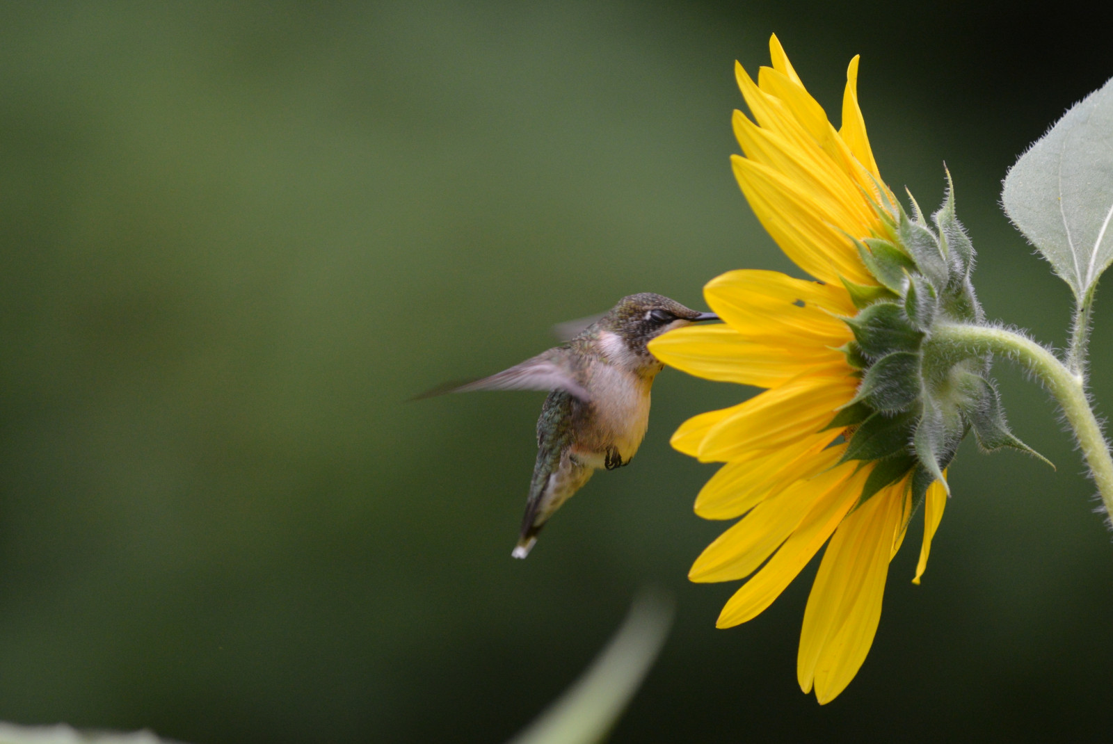 Wallpaper : flowers, garden, flying, wildlife, beak, Flight, flower