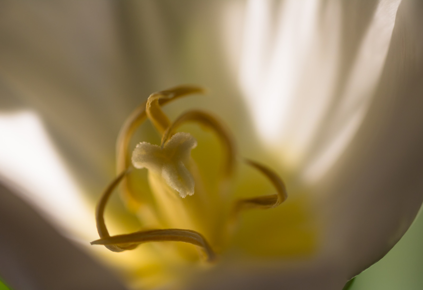 Wallpaper white, green, yellow, leaf, flower, lily, tulip, flora