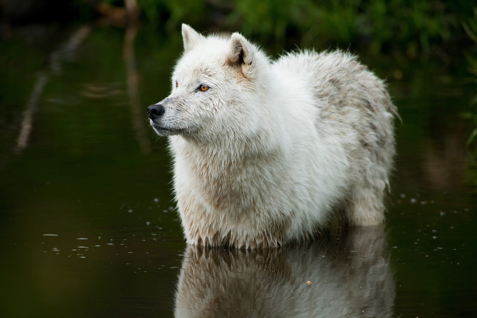 Sfondi : bianca, natura, erba, lupo, Canada, Nikon, Volpe artica