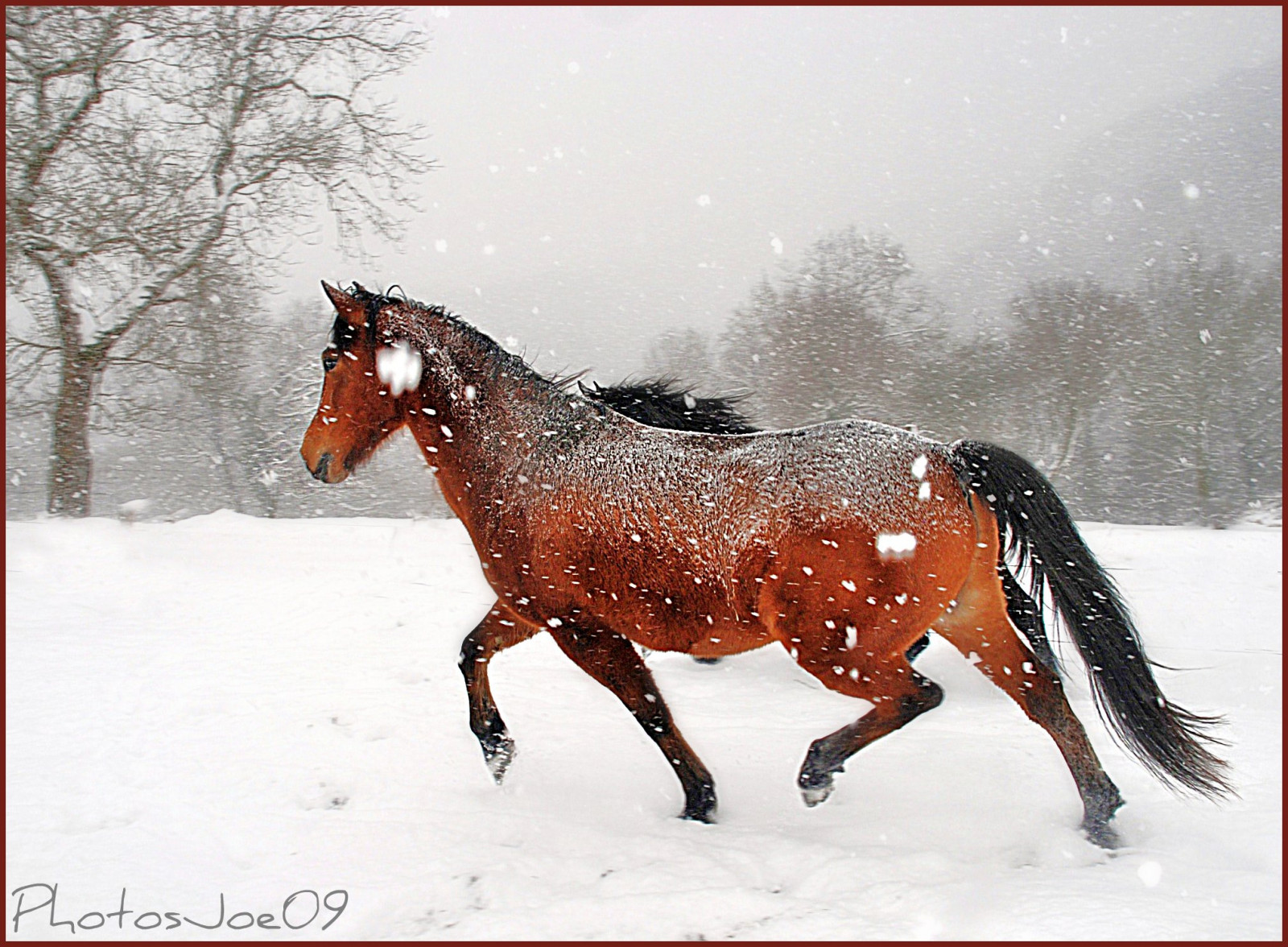 landskab, natur, hest, sne, vinter, Nikon, Fryser, paysage, pony, neige, husdyr, Rein, hiver, hoppe, nikonflickraward, Galope, snude, manke, hest som pattedyr, hingst, mustang hest, pack dyr, hovedtøj, mostbeautifulpicture, caballo, Pferd, hest tack, planen techeval, hest seletøj, chevalbarbe