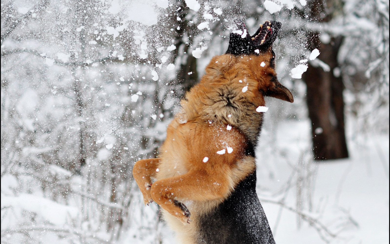 Tiere, Natur, Schnee, Winter, Springen, Hund, Deutscher Schäferhund, Einfrieren, Wetter, Jahreszeit, Säugetier, Hund wie Säugetier, Hunderasse Gruppe