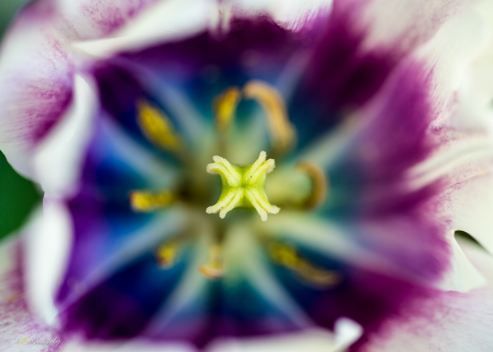 květiny, květ, makro, Oslo, detailní, Kánon, nachový, tulipány, tulipán, markiii, ef100mm, macro100mm, canon5dmarkiii, ef100mmf28lmacroisusm