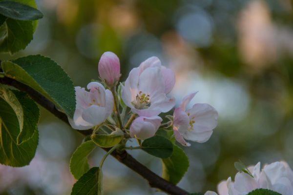 blossom,bokeh,appleblossom,geolocation,blom,geocity