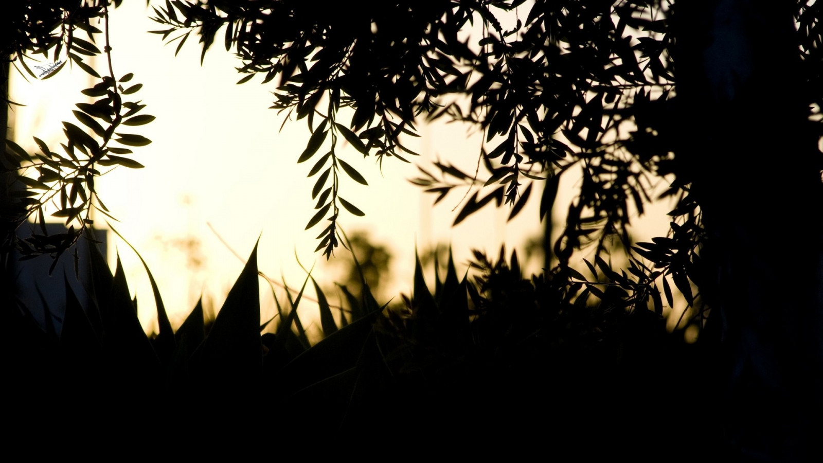lumière du soleil, Profondeur de champ, le coucher du soleil, nuit, la nature, les plantes, la photographie, branche, lumière, arbre, l'automne, feuille, fleur, plante, obscurité, 1920x1080 px, Papier peint de l'ordinateur, Plante boisée