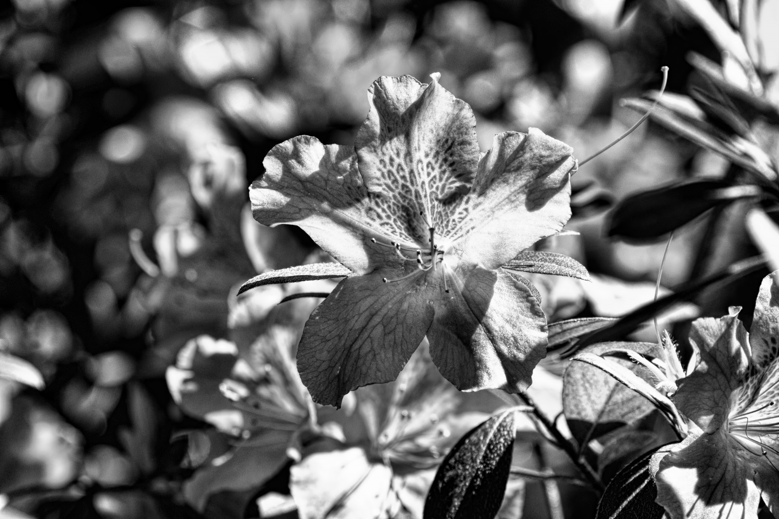 slunečnímu záření, bílý, Černá, černobílý, květiny, Příroda, stín, fotografování, větev, Kánon, květ, bokeh, jaro, Texas, Černý a bílý, strom, hloubka pole, list, barvy, květ, rostlina, venkovní, sezóna, tělesné, flóra, dof, okvětní lístek, naturallight, eos, Přírodní krásy, Černý a bílý, monochromatické fotografování, botanika, suchozemská rostlina, kvetoucí rostlina, zblízka, makro fotografie, 80d, ef100400mmf4556lii, Východní Texas, jaspertx