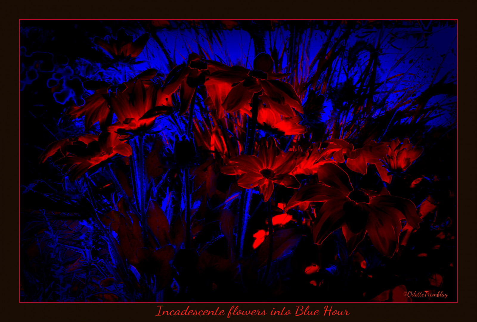 květiny, Přátelé, Červené, Černá, mě, hody, květiny, Kánon, růž, pro, oči, flickr, Noir, Lumiere, následovat, kytice, bluehour, Charlevoix, lueur, incandescente, heurebleue, A, můj, afotando, canadianfemalephotographers, fabuleuse, flowersofallkinds, flickrsawesomeblossoms, atouchofmagic, 1p1c, getcreativeonflickr, improvvisaispirazione, anythingintheworld, freedom2012