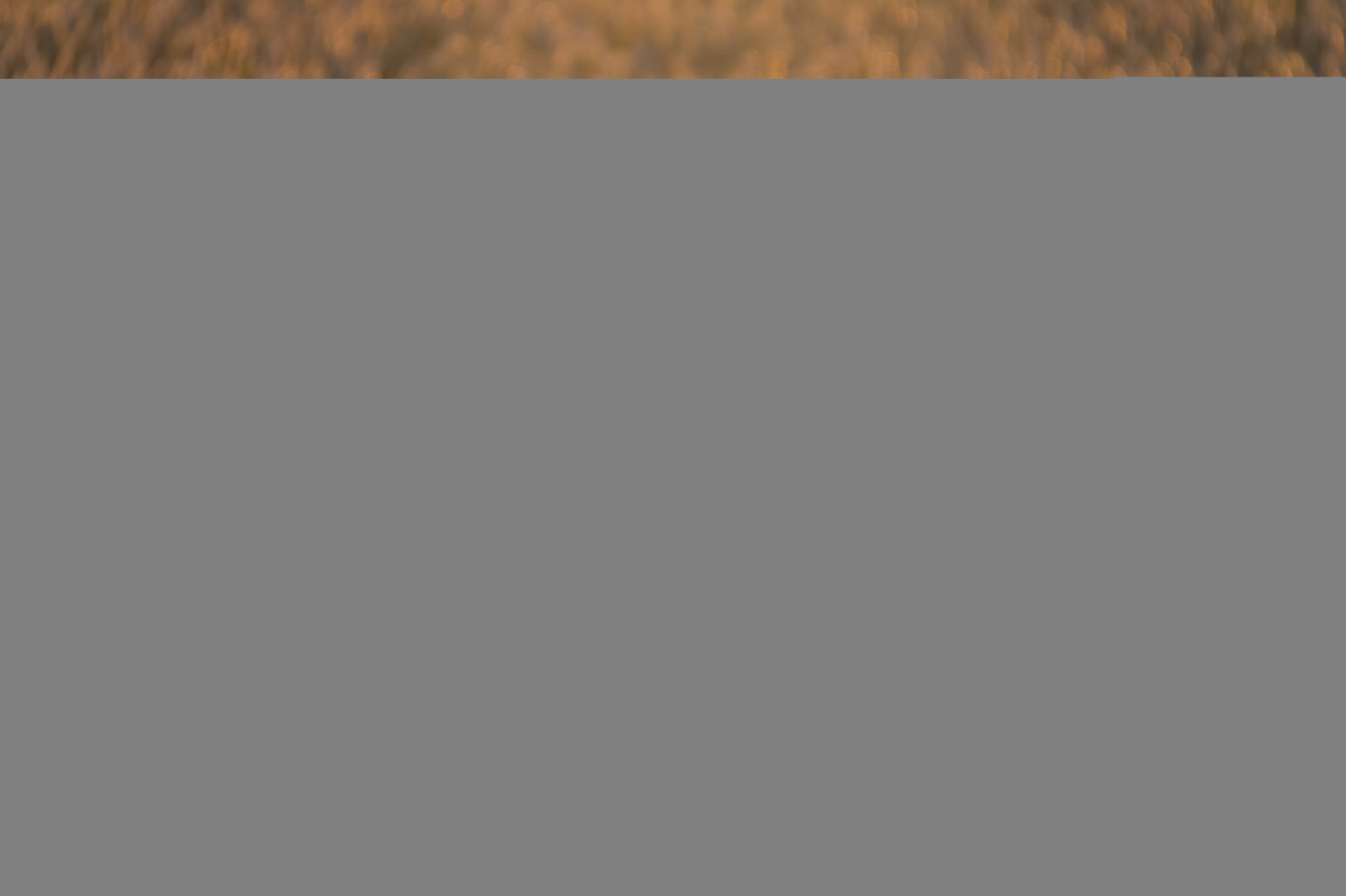 landskap, solnedgang, tre, tekst, brun, mønster, tekstur, avlinger, merke, solnedg ng, landsbygda, landsbygd, form, design, linje, s dersl tt, Landskap, skjermbilde, font