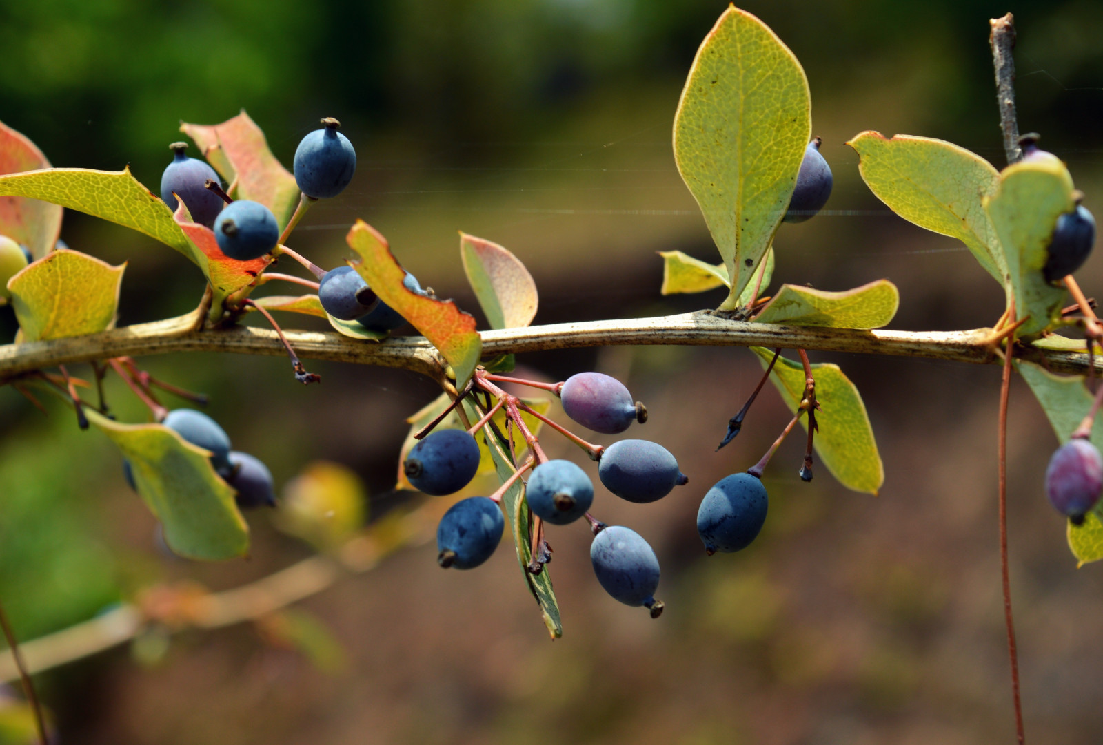 jídlo, Příroda, větev, ovoce, zelená, jeřabin, strom, list, květ, rostlina, bobule, flóra, vyrobit, suchozemská rostlina, kvetoucí rostlina, keř, makro fotografie, slíva, borůvka, borůvka, trnka obecná