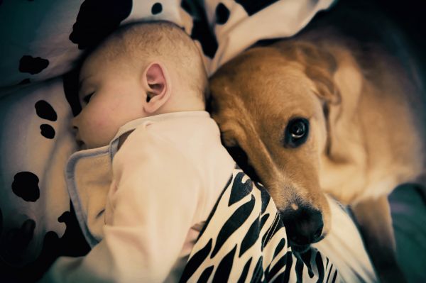 portrait, love, bed, dog, cane, kid