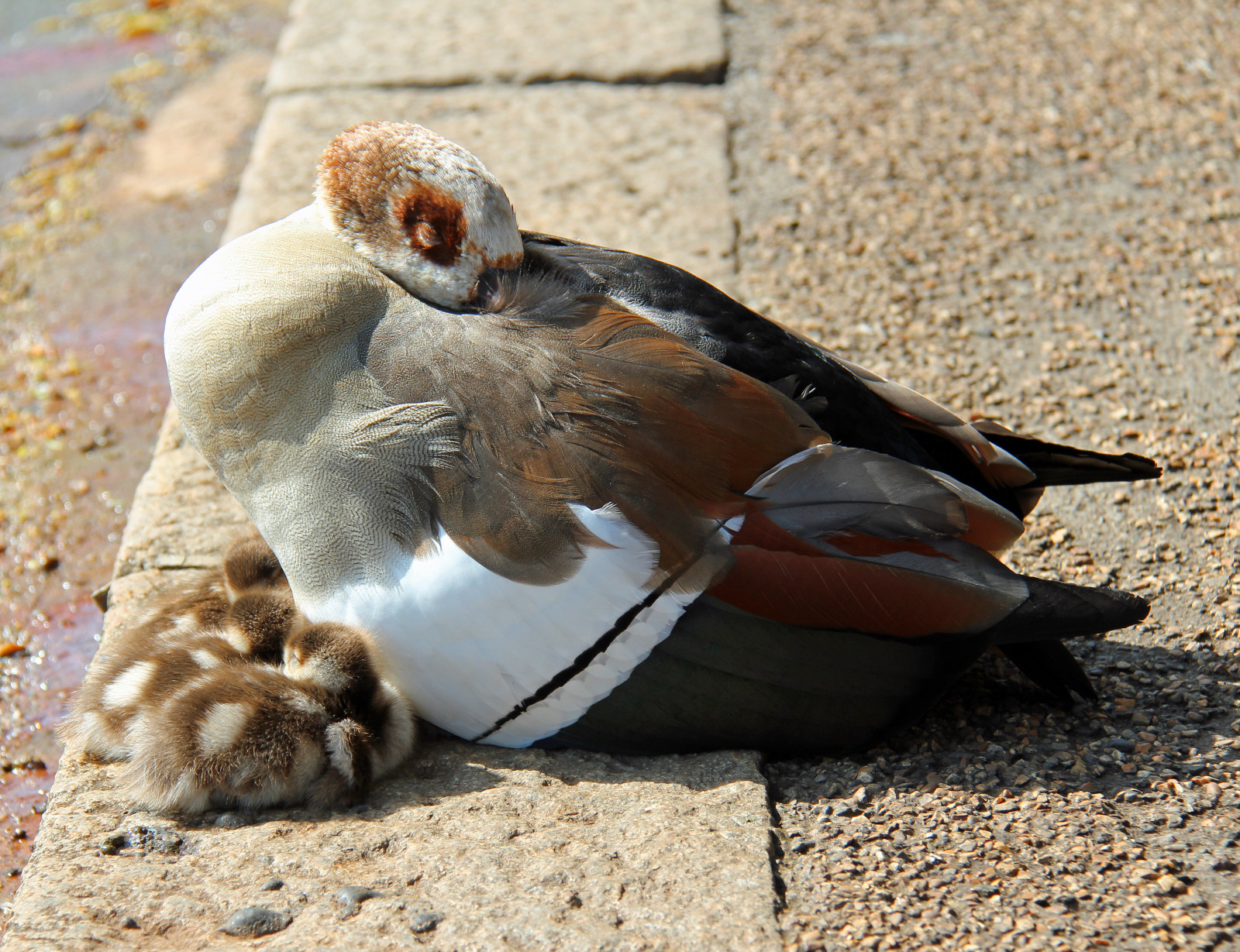 fauna, burung, paruh, organisme