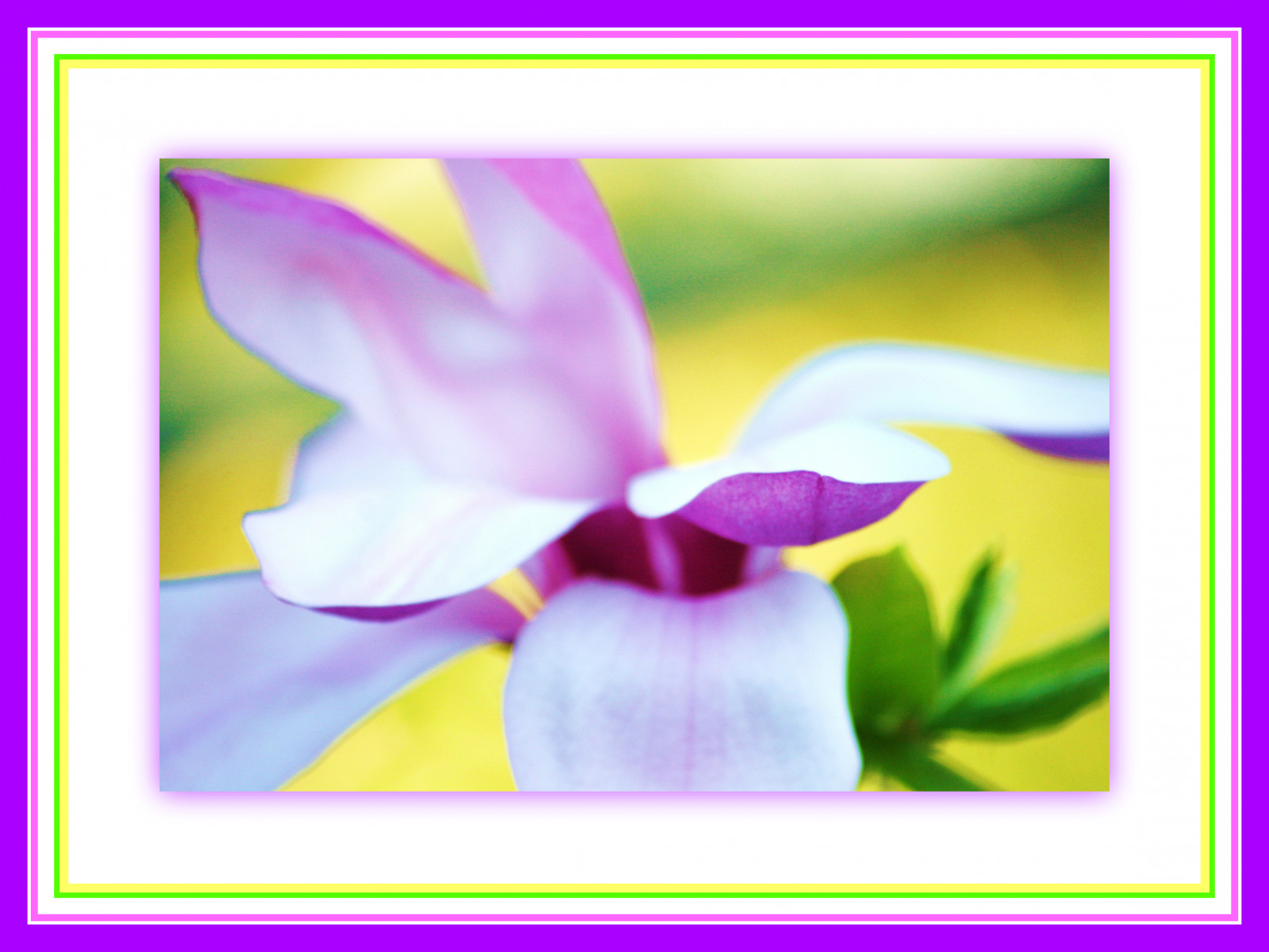 malířské, abstraktní, makro, UMĚNÍ, Příroda, Lístky, barvy, dof, jasný, květ, unikátní, nádherný, křivky, tvořivý, natura, speciální, Lahodné, rám, pastely, magnólie, barvitý, vlnitý, mazaný, lahodný, římsa, saucermagnolia, bello, fioro, Mybrothersgarden, Natureasart