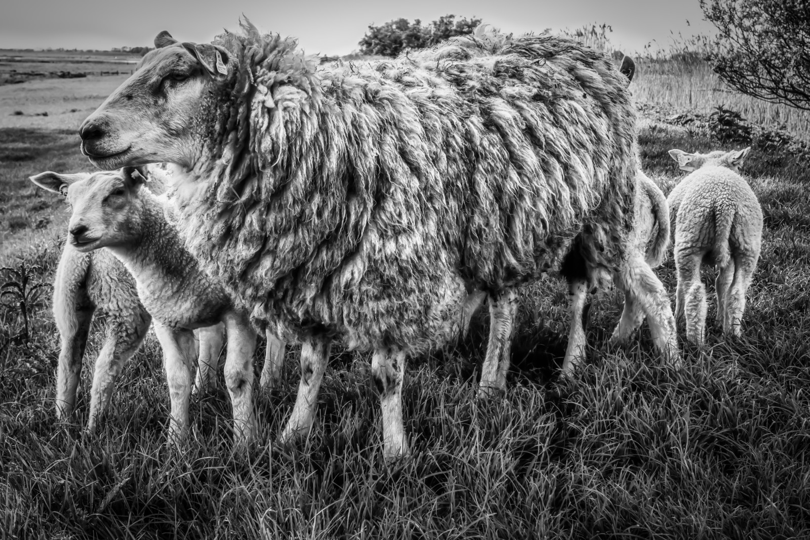Wallpaper : bw, holland, detail, nature, animal, contrast, lumix ...